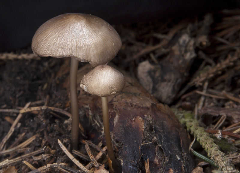 Mycena strobilicola